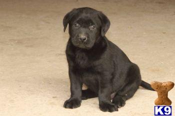 Puppies in PA